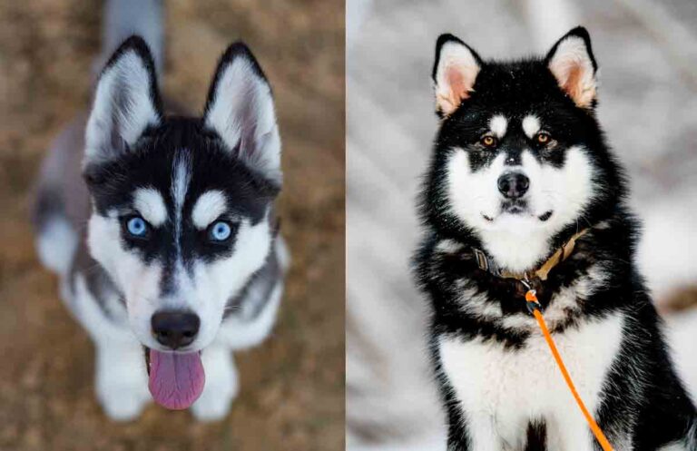 Qual A Diferen A Entre O Husky Siberiano E O Malamute Do Alasca Pet E Pop