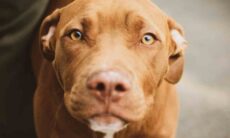 Confira 3 receitas saudáveis para refrescar o seu cão. Foto: pexels