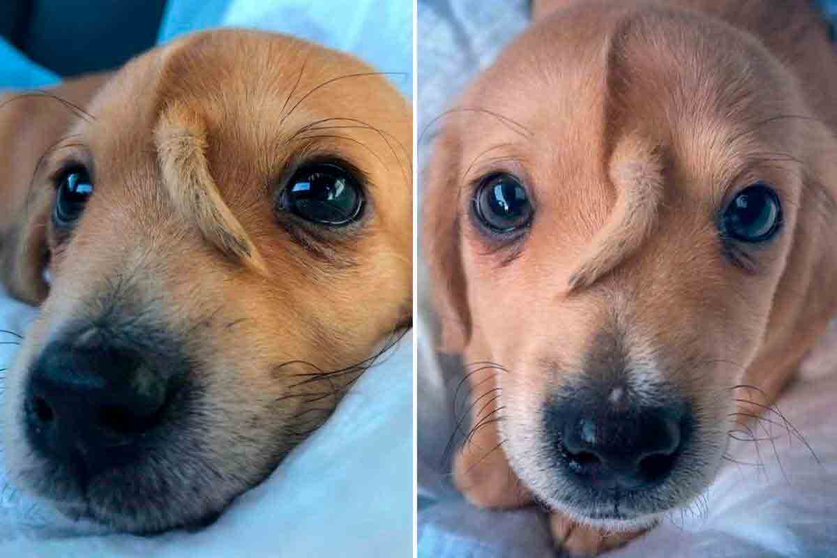 Conheça Narwhal, o cãozinho unicórnio (Foto: Reprodução/Instagram)