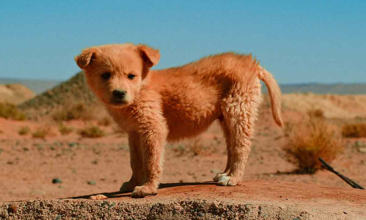 7 consejos sobre cómo limpiar las patas de tu mascota después de un paseo. Foto: pexels