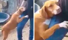 Vídeo: repórter vai à abrigo de animais a trabalho e leva cão para casa após ganhar abraço. Foto e vídeo: Reprodução Twitter @LepapillonBlu