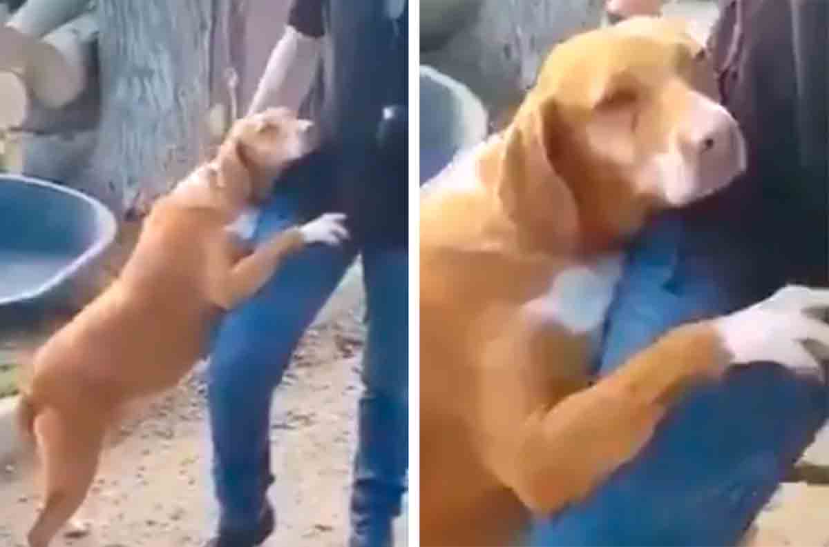 Video: Reporter goes to animal shelter for work and takes dog home after receiving hug. Photo and video: Reproduction Twitter @LepapillonBlu