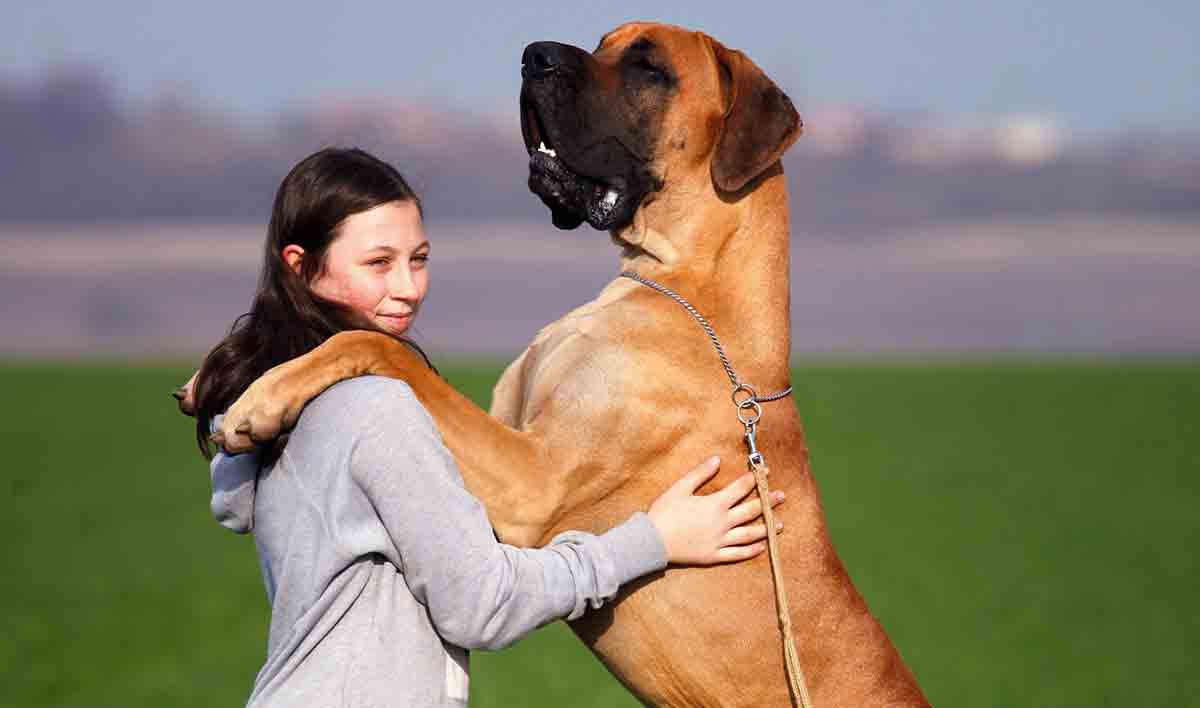 Large dogs bark less, are easy to train, and love children, says study