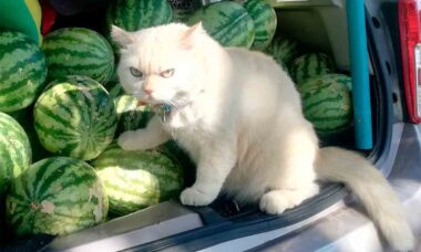 Vídeo: conheça o gatinho rabugento que vigia melancias na Tailândia.Foto e vídeo: Reprodução Tiktok @kimokeiei