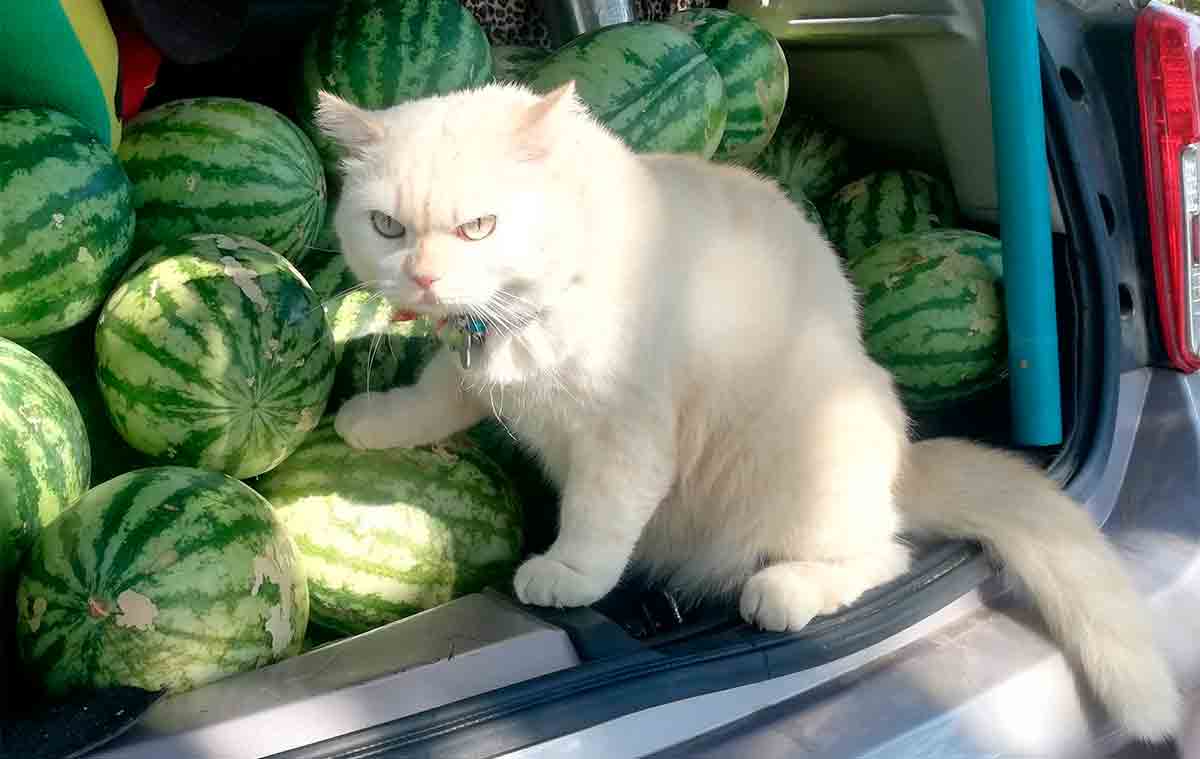 Vídeo: conheça o gatinho rabugento que vigia melancias na Tailândia.Foto e vídeo: Reprodução Tiktok @kimokeiei
