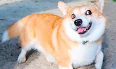 Vídeo fofo: Conheça Gen, o cão que tem mais expressões faciais que muito ator por aí. .Reprodução/Instagram @genthecorgi