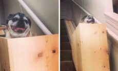 Vídeo fofo: dona constrói elevador de madeira para seus pugs velhinhos