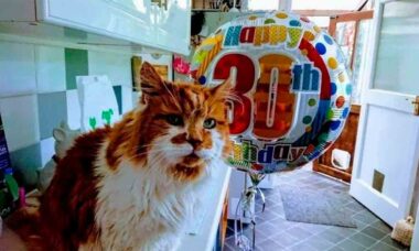 Morre aos 31 anos o gato mais velho do mundo. Reprodução/Facebook