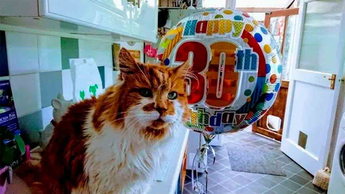 Morre aos 31 anos o gato mais velho do mundo. Reprodução/Facebook