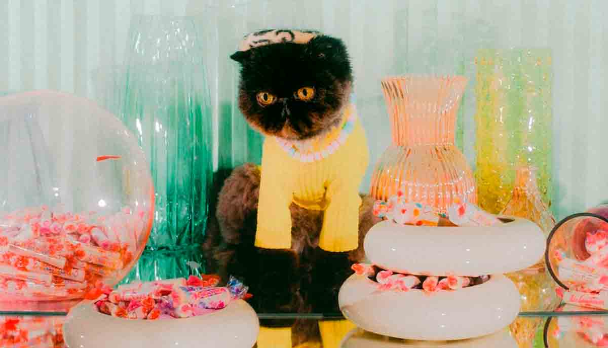 Meet Muah'Dib, the most fashionable cat on the internet, photo and video: Reproduction/Instagram @muaddibthecat