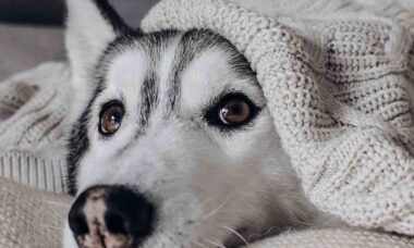 Derreta-se com essa galeria de fotos de cães fofos. Foto: pexels