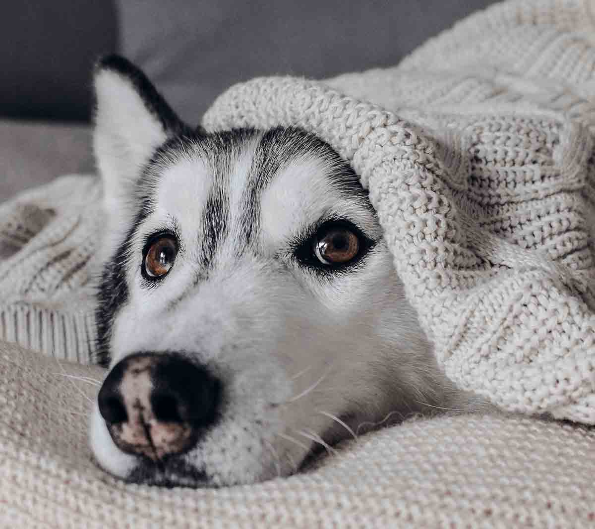 Derreta-se com essa galeria de fotos de cães fofos. Foto: pexels