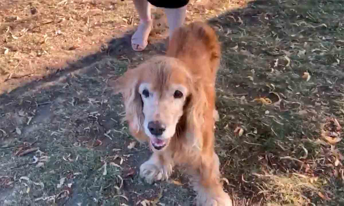 Rörande video: Blind hund känner igen ägaren genom lukt och förtrollar internet. Foto och video: Twitter @jasemonkey