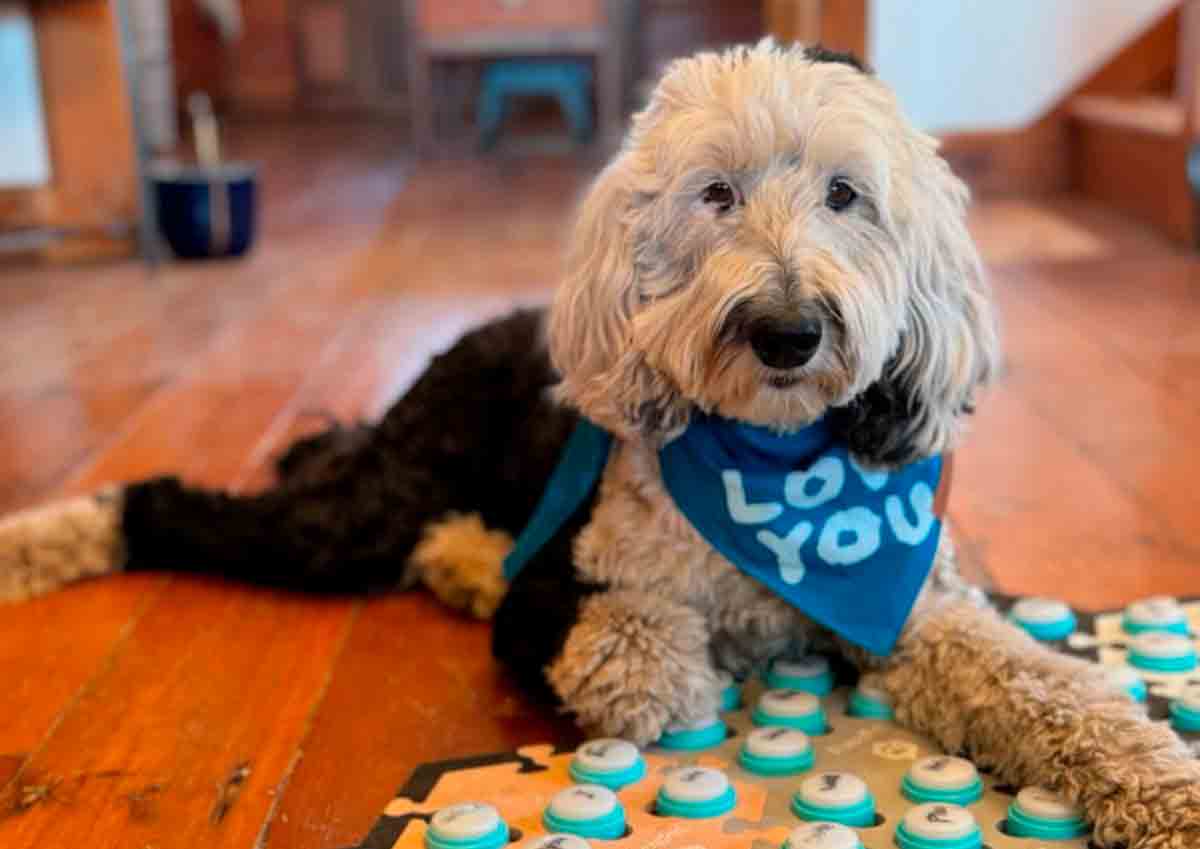 Video: Dog Learns to 'Speak' More Than 40 Words. Photo and video: Instagram @whataboutbunny