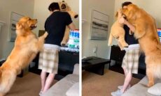 Vídeo: cão tem crise de ciúmes ao ver dono com ‘rival’ de pelúcia