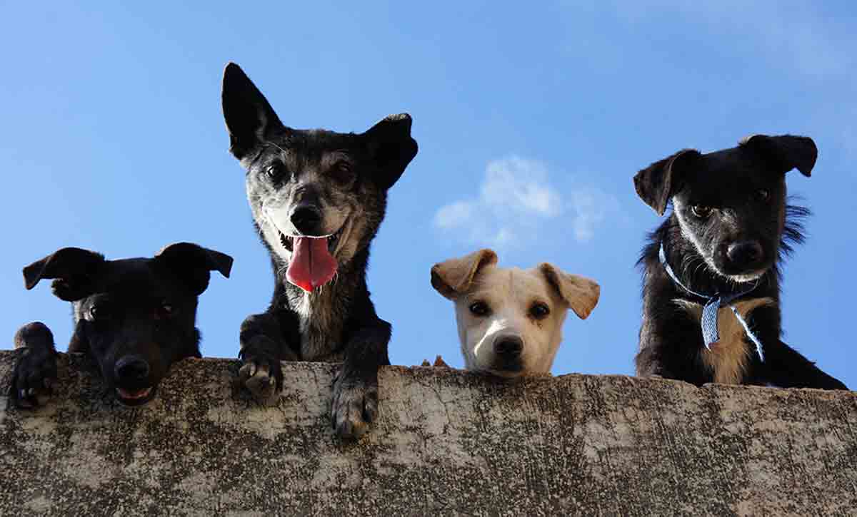 Zapomeňte na 7:1: věk vašeho psa může být mnohem vyšší, než si myslíte. Foto: Pexels