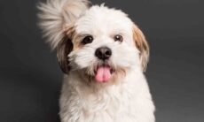 Saiba tudo o que o cão quer dizer quando abana o rabo