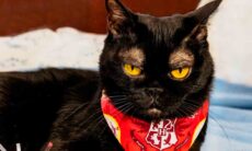 Conheça o gato de sobrancelhas estilosas que conquistou os internautas. Instagram/@corneliuscornbreadchronicles