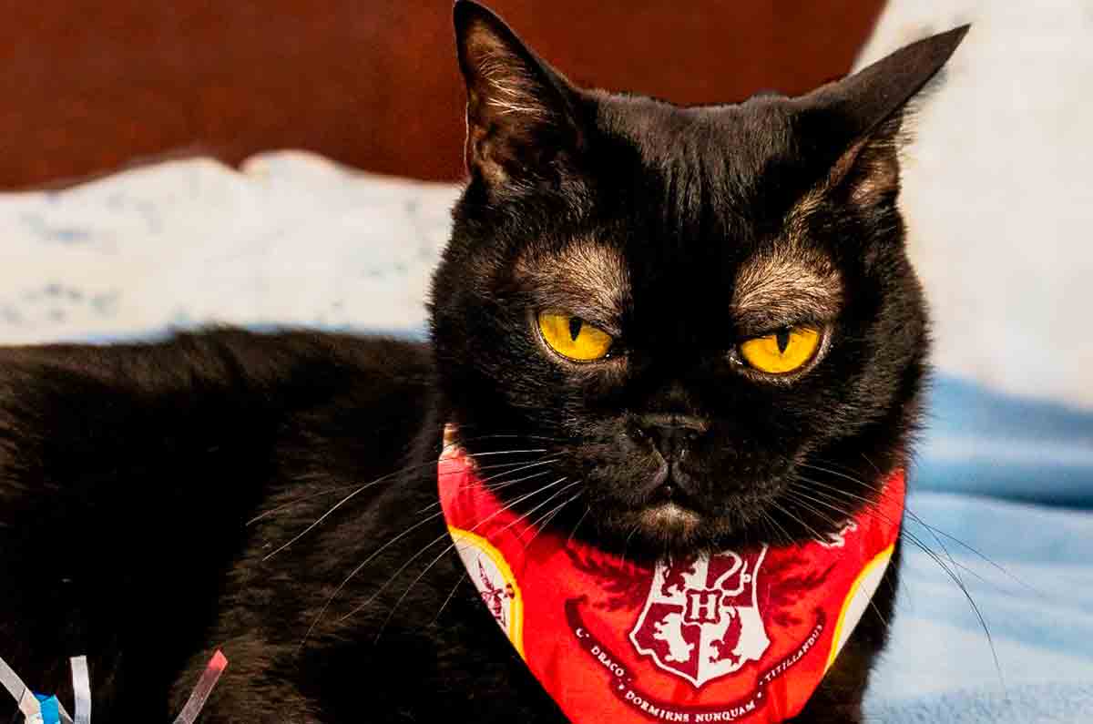 Meet the stylish eyebrowed cat that captivated internet users.