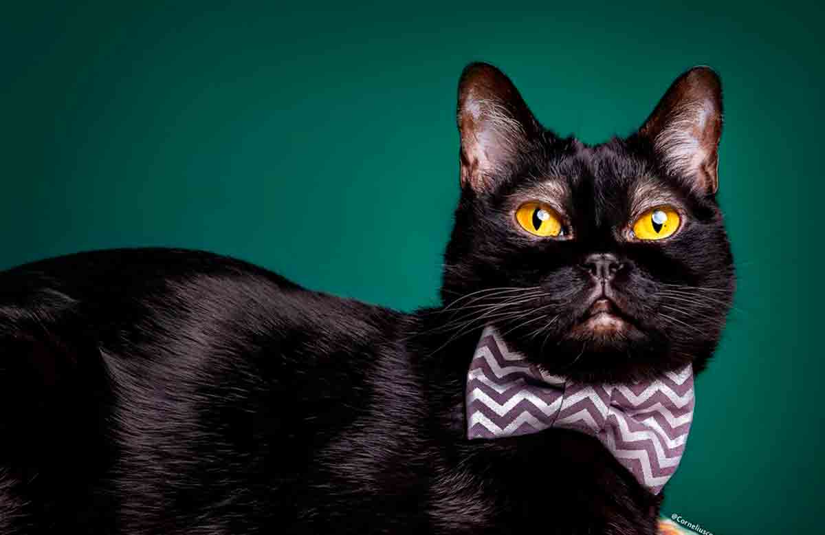 Ontmoet de kat met stijlvolle wenkbrauwen die internetgebruikers veroverde.