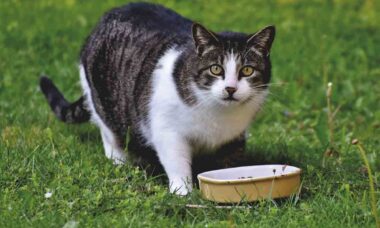 Seguros ou tóxicos? Saiba os alimentos ideais para seu gato. Foto: Pexels