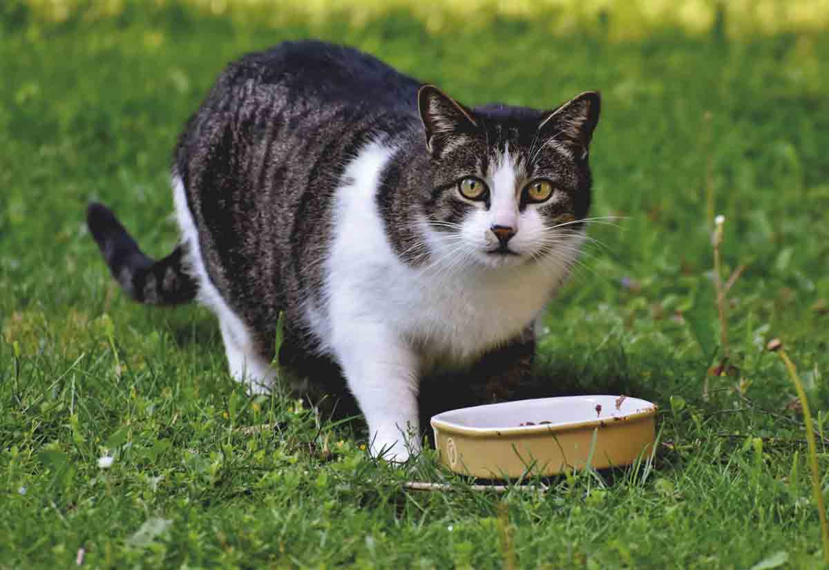 Seguros o tóxicos? Conozca los alimentos ideales para su gato. Foto: Pexels