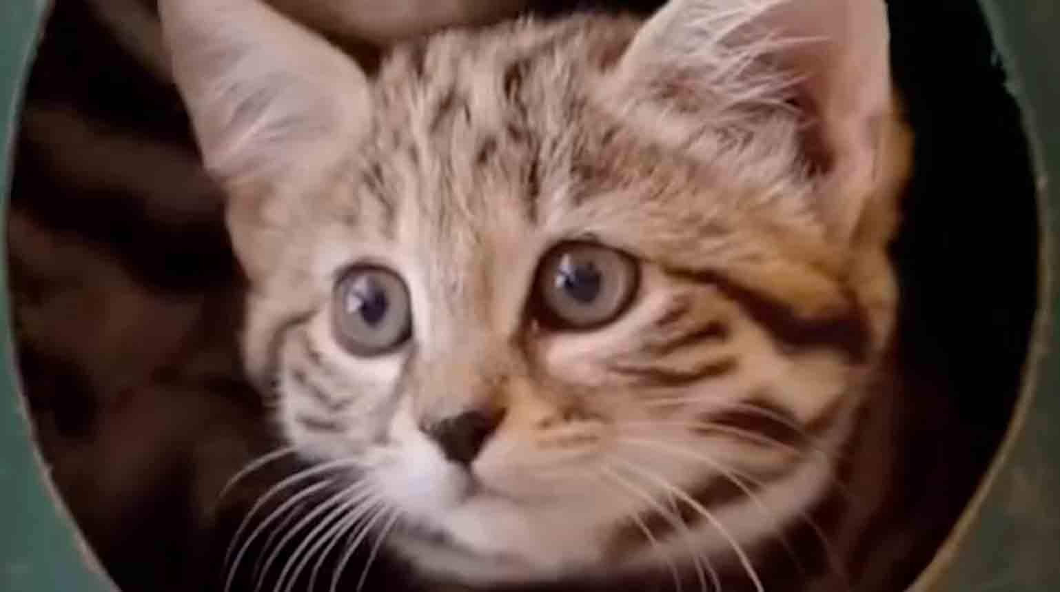 Zoológico divulga vídeo fofo com os 'gatos mais mortais do mundo'. Foto e vídeo: Instagram @sdzsafaripark