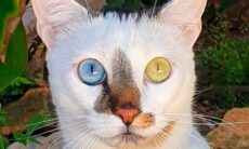 Bowie. Fotos e vídeo: Instagram @bowie__the__cat