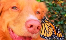 Conheça Milo, o cão amigo das borboletas. Imagens: Reprodução/Instagram @milo_the_toller