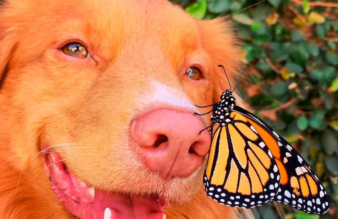 Conheça Milo, o cão amigo das borboletas. Imagens: Reprodução/Instagram @milo_the_toller
