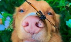 Conheça Milo, o cão amigo das borboletas. Imagens: Reprodução/Instagram @milo_the_toller