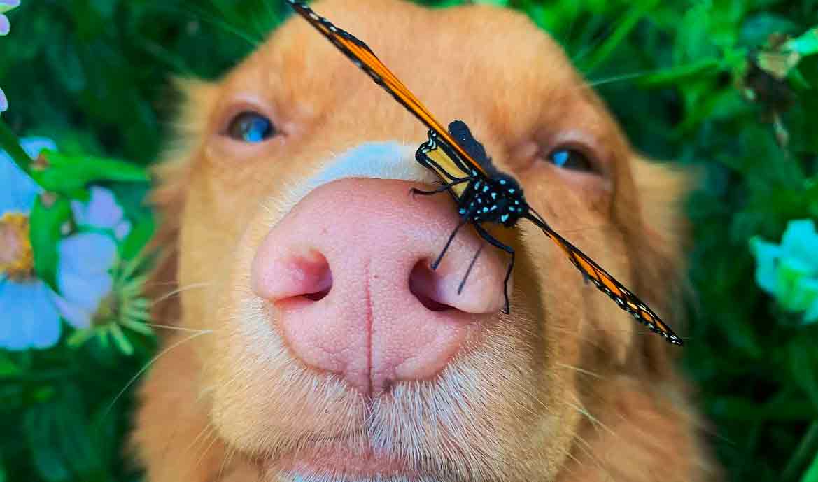 Conosci Milo, il cane amico delle farfalle. Immagini: Riproduzione/Instagram @milo_the_toller 