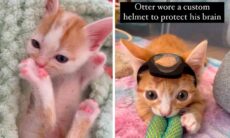 Gatinho com três patas mostra evolução graças a um amigo perfeito