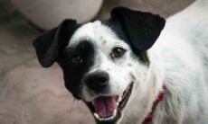 Qual é a origem do seu cão vira-lata? Foto: pexels