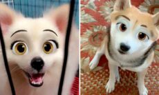 Deixe seu cão com a cara de um personagem da Disney com esse filtro do Snapchat; veja fotos. Foto: X @KAlZEENSEl
