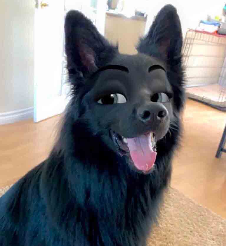 Deixe seu cão com a cara de um personagem da Disney com esse filtro do Snapchat; veja fotos. Foto: X @KAlZEENSEl