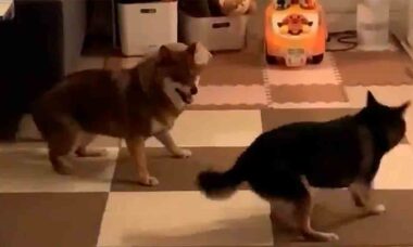 Vídeo: essa dança sincronizada de cães vai alegrar o seu dia. Foto e vídeo: Reprodução Twitter @ziyatong
