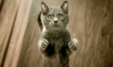 10 sinais de que seu gato pode estar doente e precisa de um veterinário. Foto: Pexels