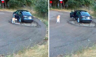 Vídeo: labrador abandonado abana o rabo enquanto carro de luxo vai embora. Foto e vídeo: Facebook @IPawdItForward