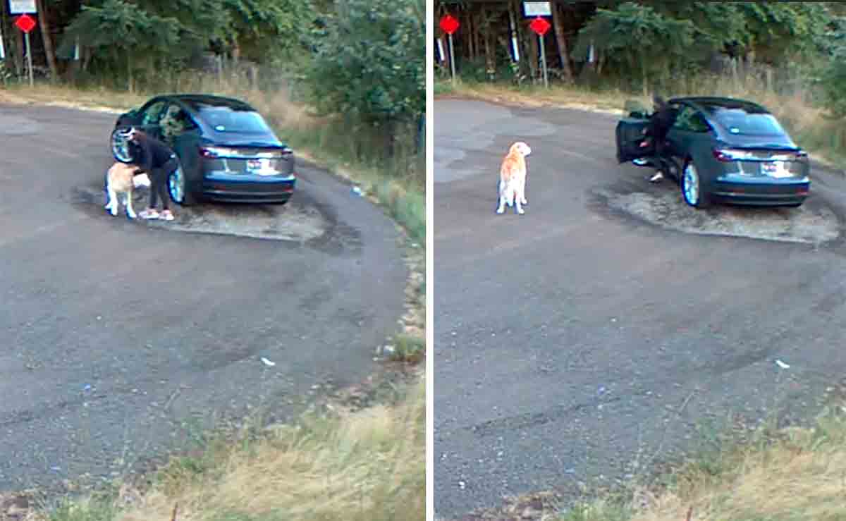 Video: Forlatt labrador vifter med halen mens luksusbilen kjører bort