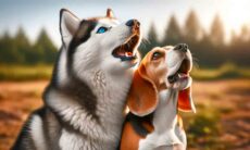 Cães: confira as 10 raças que se 'comunicam' melhor