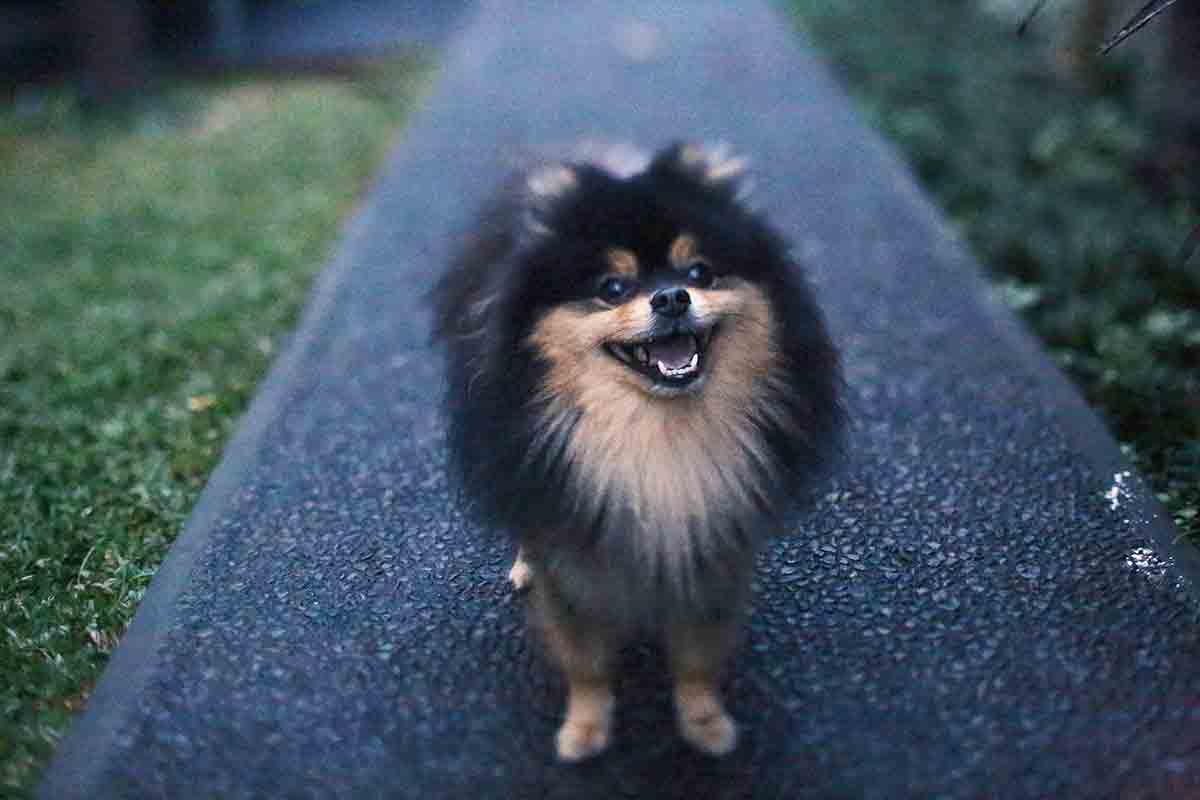 Lulu da pomerânia. Foto: Pexels