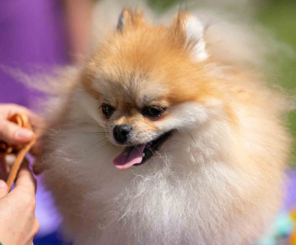 Lulu da pomerânia. Foto: Pexels