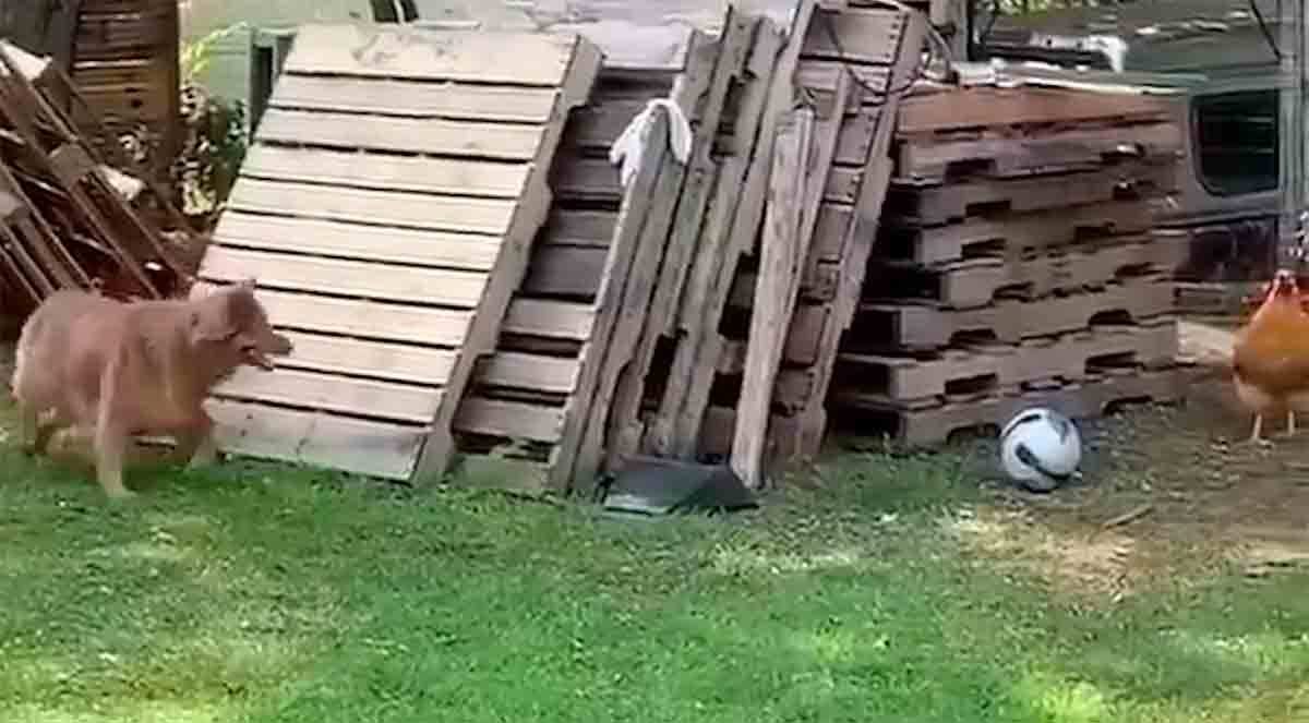 Vidéo : Un chien joue à chat avec une poule et enchante Internet. Photo et vidéo : X @SammyStela