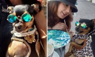 Mulher gasta mais de R$ 70 mil com o guarda-roupa da sua cachorrinha (Foto: Caters)