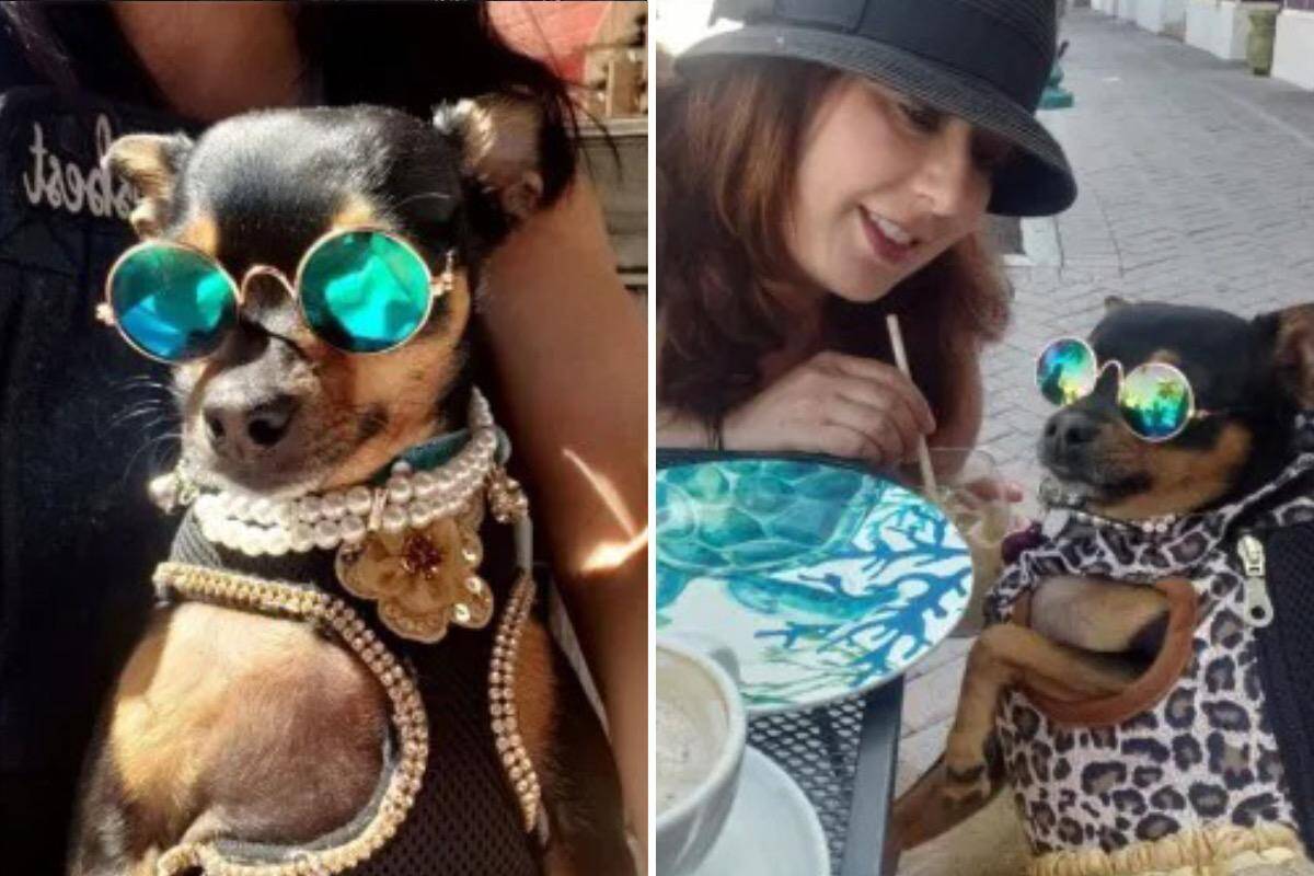 Mulher gasta mais de R$ 70 mil com o guarda-roupa da sua cachorrinha (Foto: Caters)