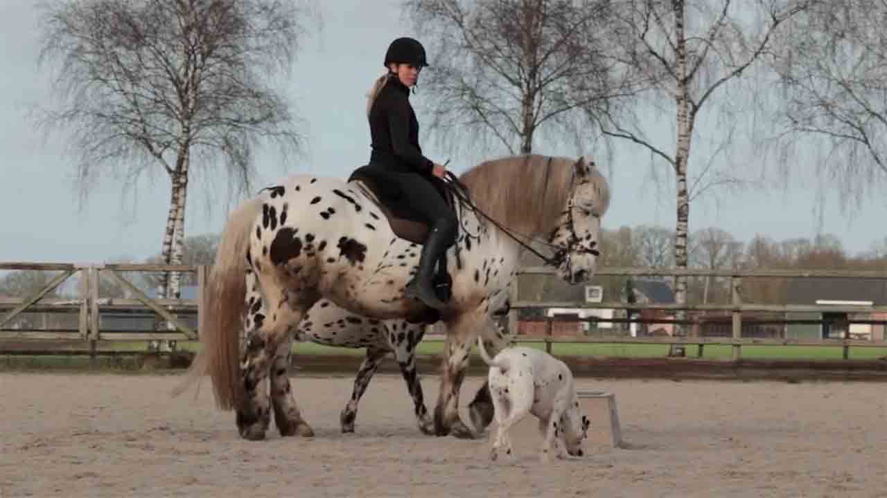 Dalmatien, Poney et Cheval, le Trio le Plus Mignon d'Internet. Photos et vidéos : Instagram @humanhorseacademy