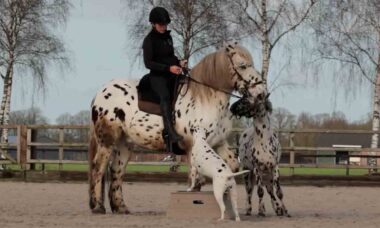 Dálmata, Pônei e Cavalo, o Trio Mais Fofo da Internet. Fotos e vídeos: Instagram @humanhorseacademy