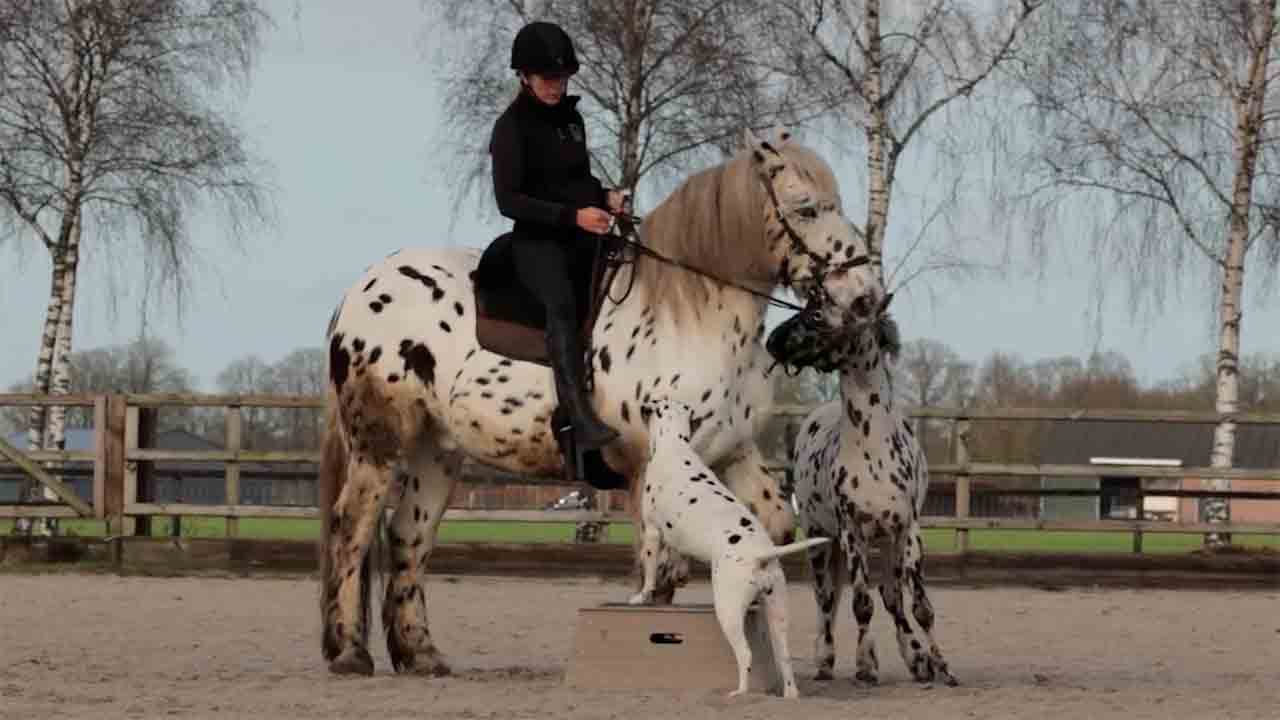 Dalmatien, Poney et Cheval, le Trio le Plus Mignon d'Internet. Photos et vidéos : Instagram @humanhorseacademy