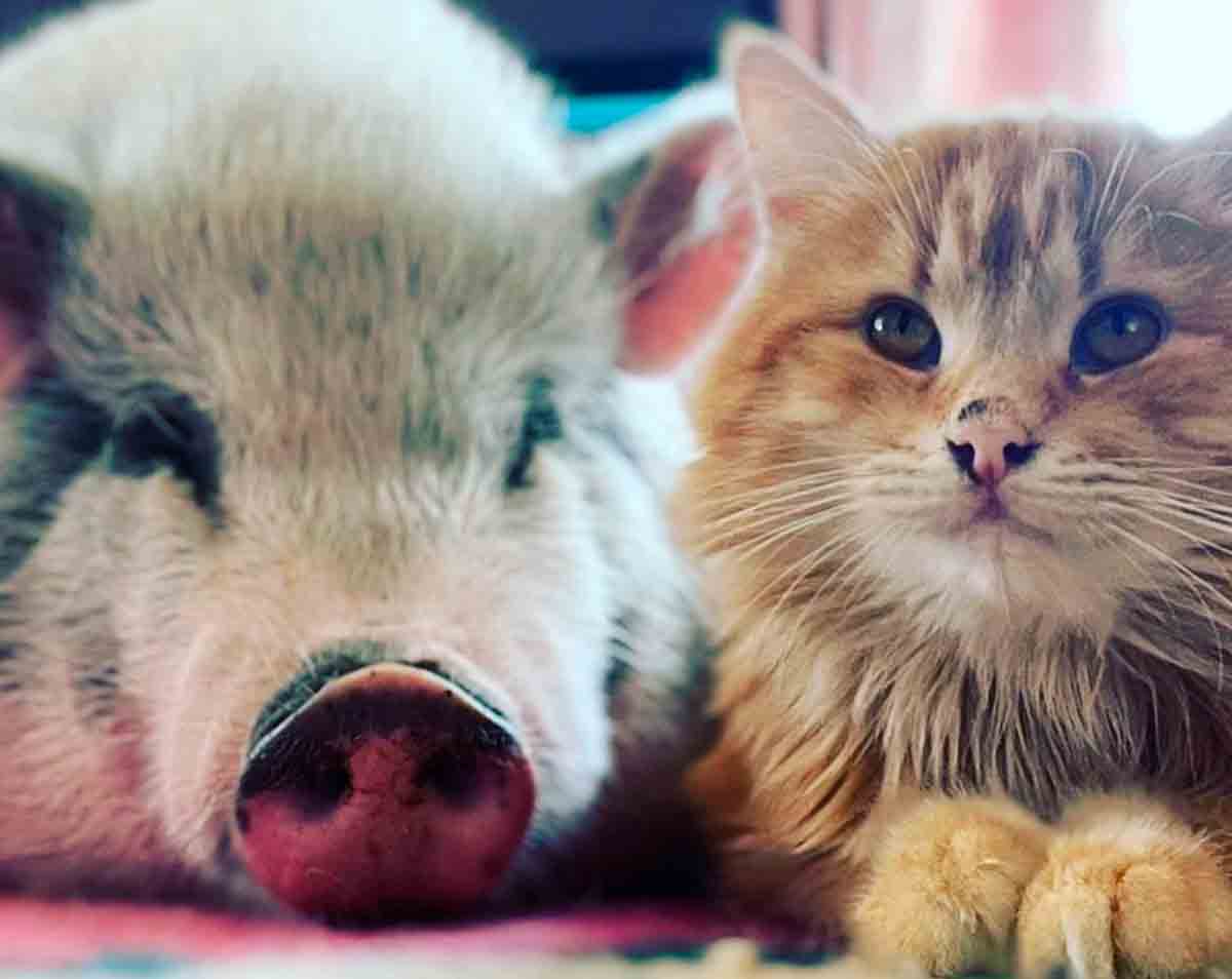 Vidéo : Un chat et un cochonnet deviennent meilleurs amis après avoir commencé à vivre sous le même toit. Photos et vidéo : Instagram @gypsygiraffepets